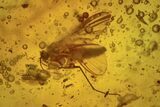Fossil Ant (Formicidae) and Fly (Diptera) in Baltic Amber #234500-1